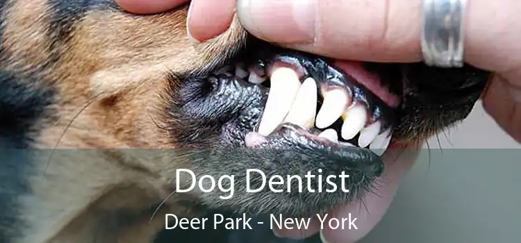 Dog Dentist Deer Park - New York