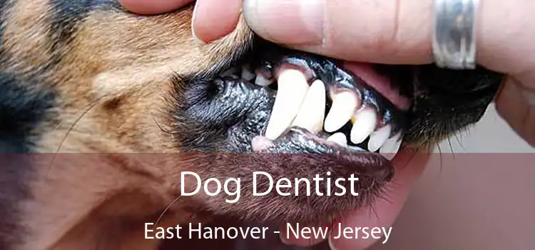 Dog Dentist East Hanover - New Jersey