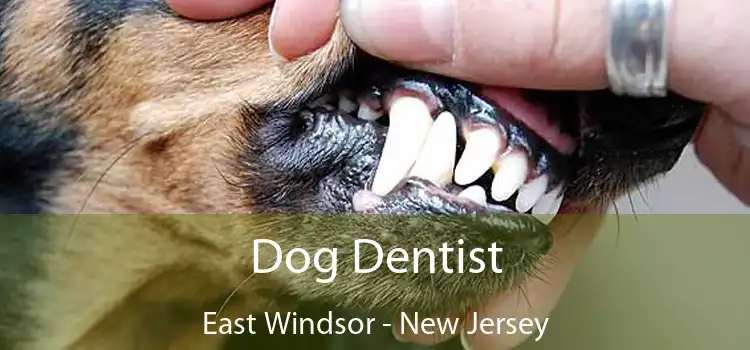 Dog Dentist East Windsor - New Jersey