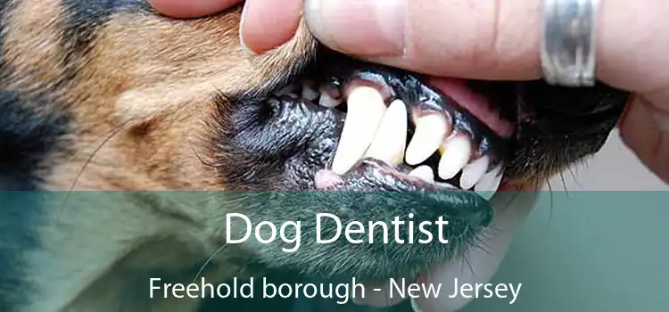 Dog Dentist Freehold borough - New Jersey