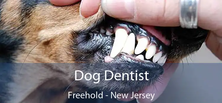 Dog Dentist Freehold - New Jersey