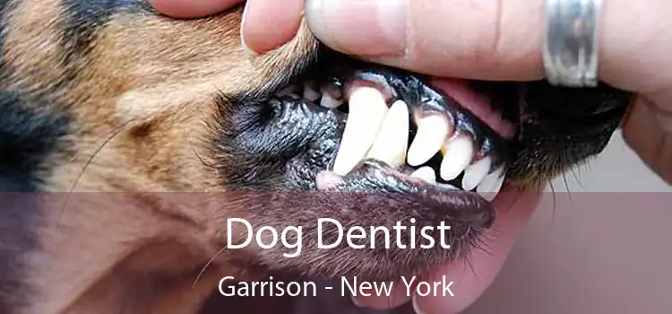 Dog Dentist Garrison - New York