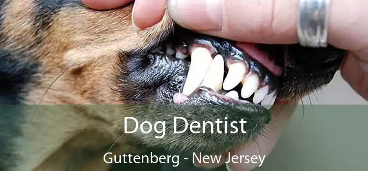 Dog Dentist Guttenberg - New Jersey