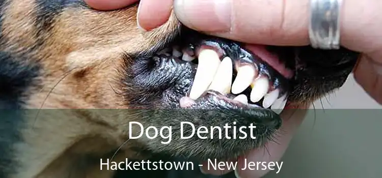 Dog Dentist Hackettstown - New Jersey