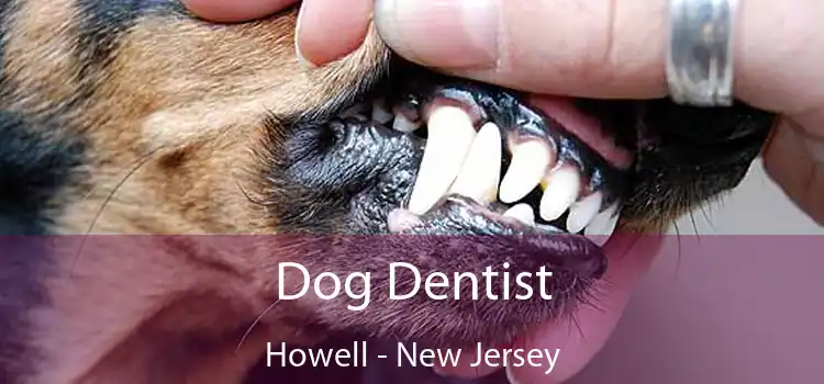 Dog Dentist Howell - New Jersey