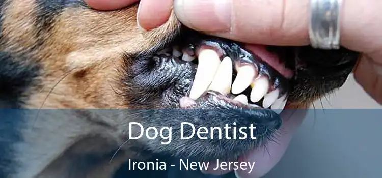 Dog Dentist Ironia - New Jersey