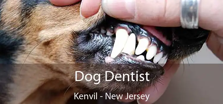 Dog Dentist Kenvil - New Jersey