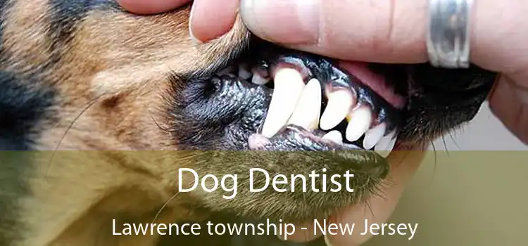 Dog Dentist Lawrence township - New Jersey