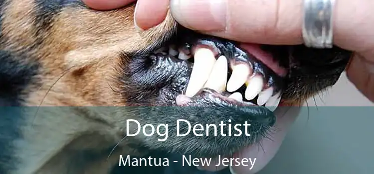 Dog Dentist Mantua - New Jersey