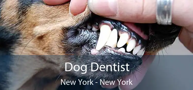 Dog Dentist New York - New York