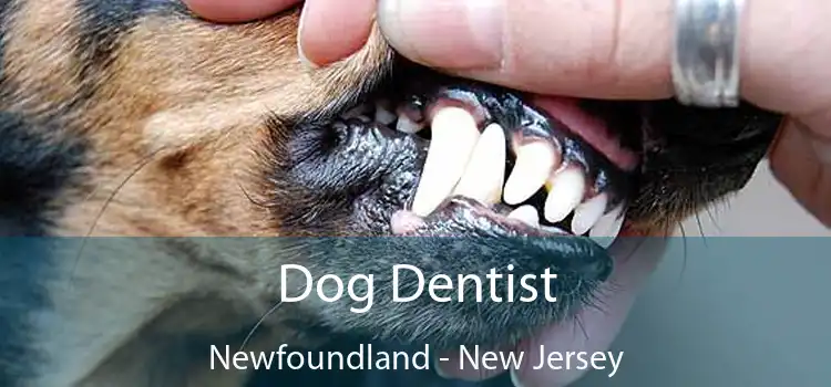 Dog Dentist Newfoundland - New Jersey