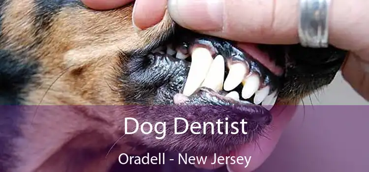 Dog Dentist Oradell - New Jersey