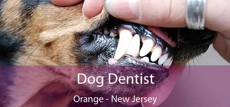 Dog Dentist Orange - New Jersey