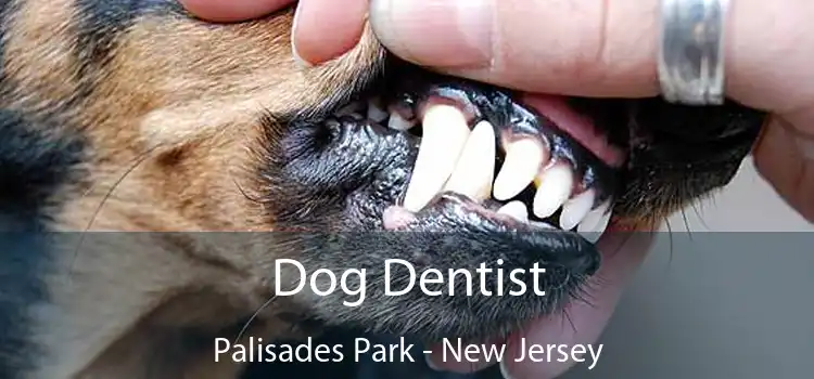 Dog Dentist Palisades Park - New Jersey