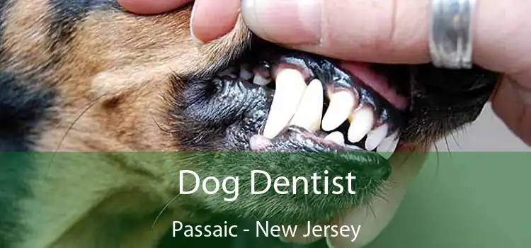 Dog Dentist Passaic - New Jersey