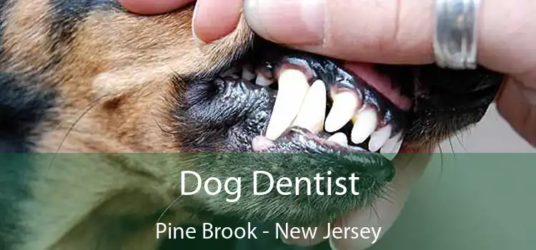 Dog Dentist Pine Brook - New Jersey