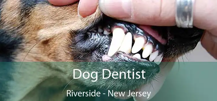 Dog Dentist Riverside - New Jersey