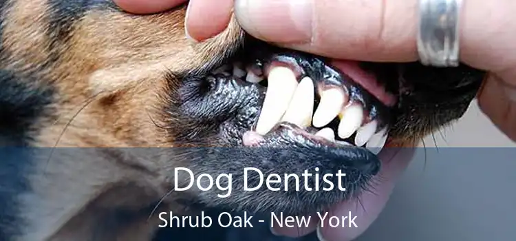 Dog Dentist Shrub Oak - New York