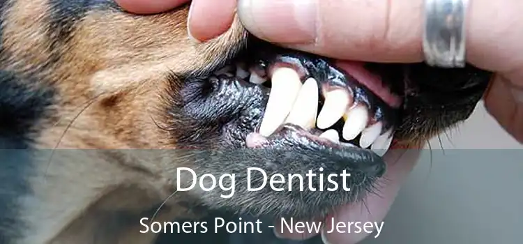 Dog Dentist Somers Point - New Jersey