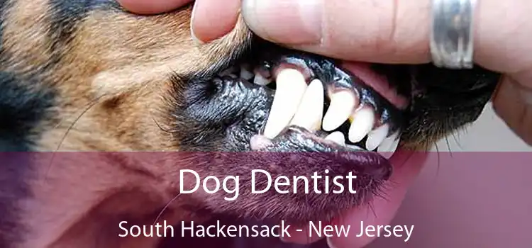 Dog Dentist South Hackensack - New Jersey