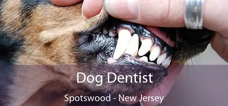 Dog Dentist Spotswood - New Jersey