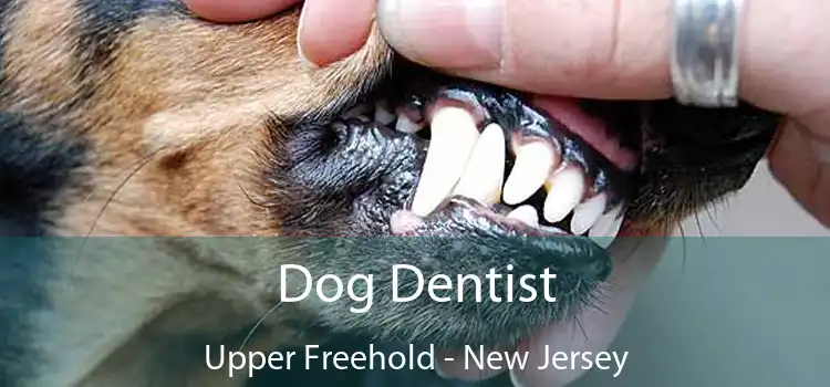 Dog Dentist Upper Freehold - New Jersey