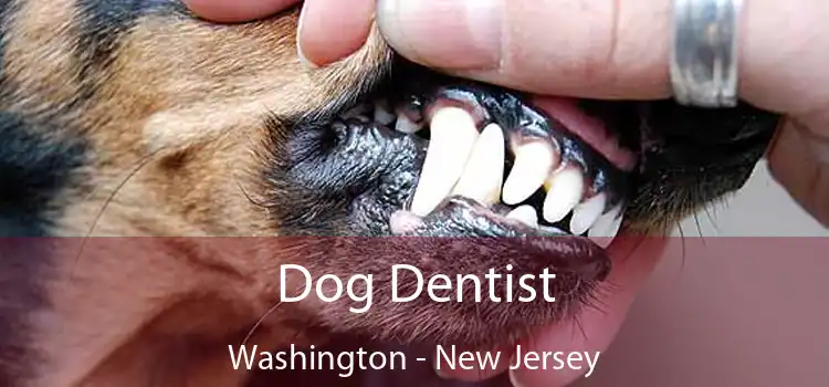 Dog Dentist Washington - New Jersey