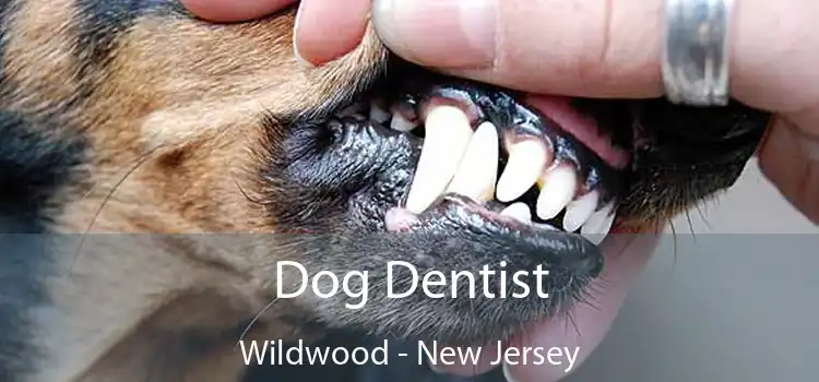 Dog Dentist Wildwood - New Jersey