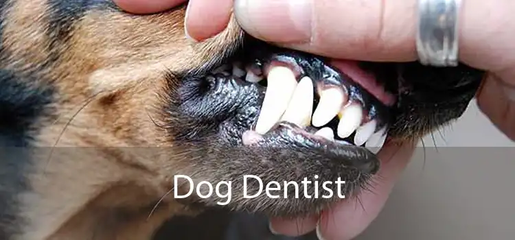 Dog Dentist 