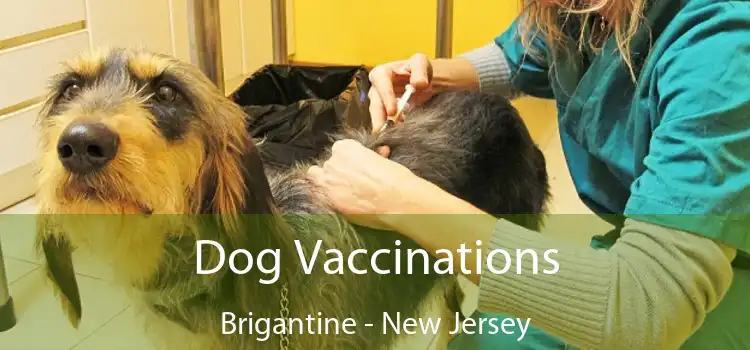 Dog Vaccinations Brigantine - New Jersey