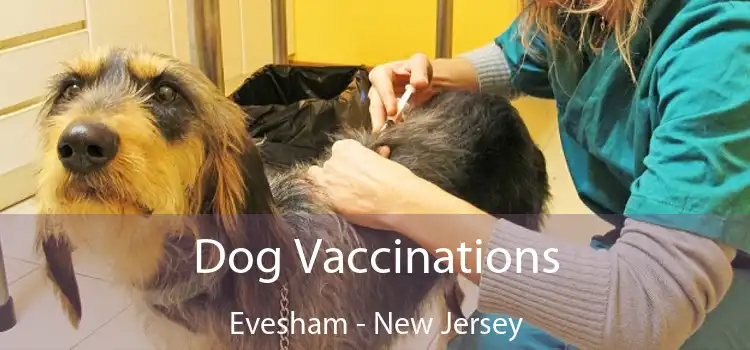 Dog Vaccinations Evesham - New Jersey