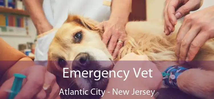 Emergency Vet Atlantic City - New Jersey