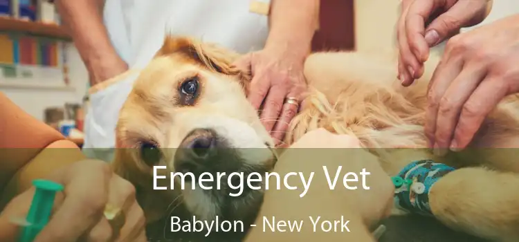 Emergency Vet Babylon - New York