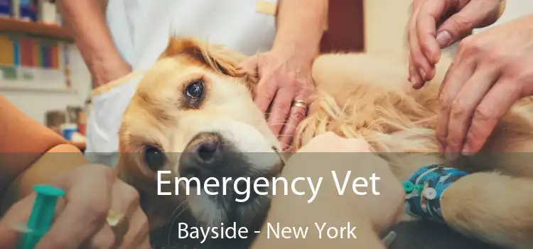 Emergency Vet Bayside - New York