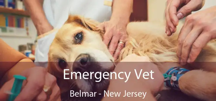 Emergency Vet Belmar - New Jersey