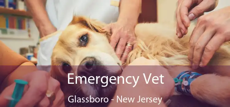 Emergency Vet Glassboro - New Jersey