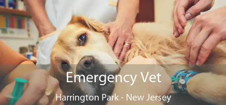 Emergency Vet Harrington Park - New Jersey