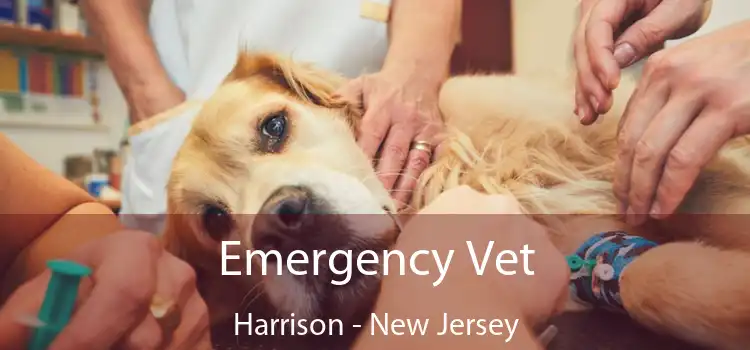 Emergency Vet Harrison - New Jersey