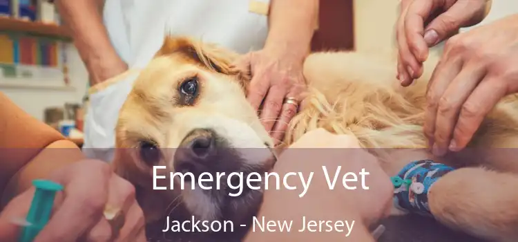 Emergency Vet Jackson - New Jersey