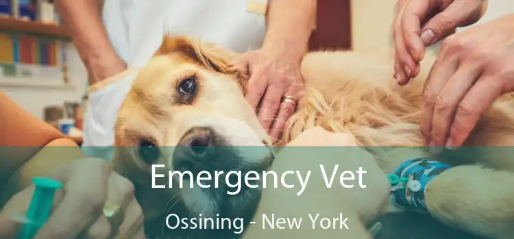 Emergency Vet Ossining - New York