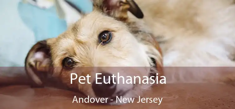 Pet Euthanasia Andover - New Jersey