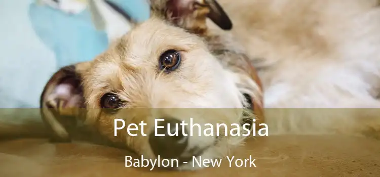 Pet Euthanasia Babylon - New York