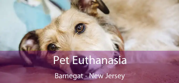 Pet Euthanasia Barnegat - New Jersey