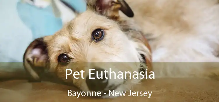 Pet Euthanasia Bayonne - New Jersey