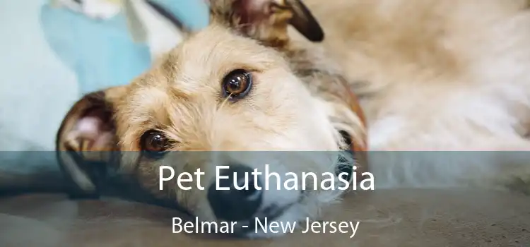 Pet Euthanasia Belmar - New Jersey