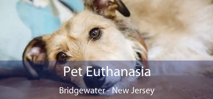 Pet Euthanasia Bridgewater - New Jersey