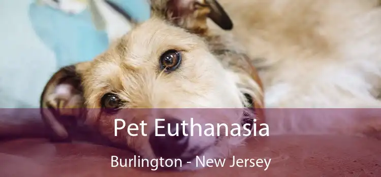 Pet Euthanasia Burlington - New Jersey