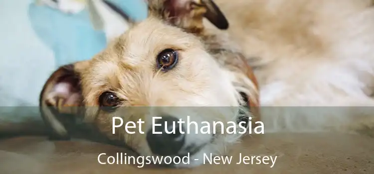 Pet Euthanasia Collingswood - New Jersey