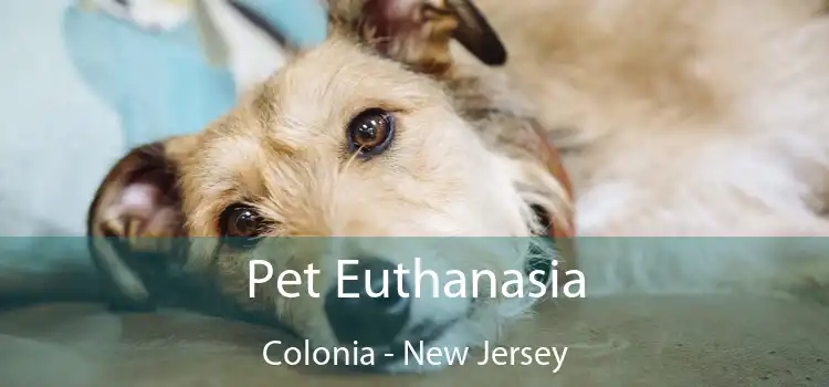 Pet Euthanasia Colonia - New Jersey