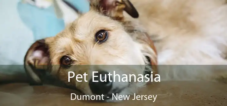 Pet Euthanasia Dumont - New Jersey